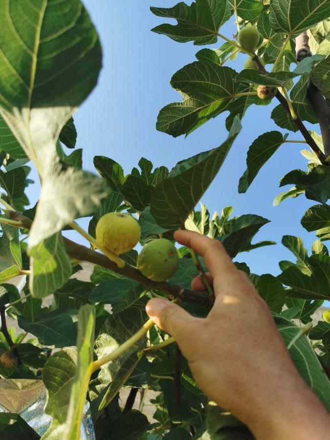 Azienda Agrituristica Baglio Carta バレストラーテ エクステリア 写真