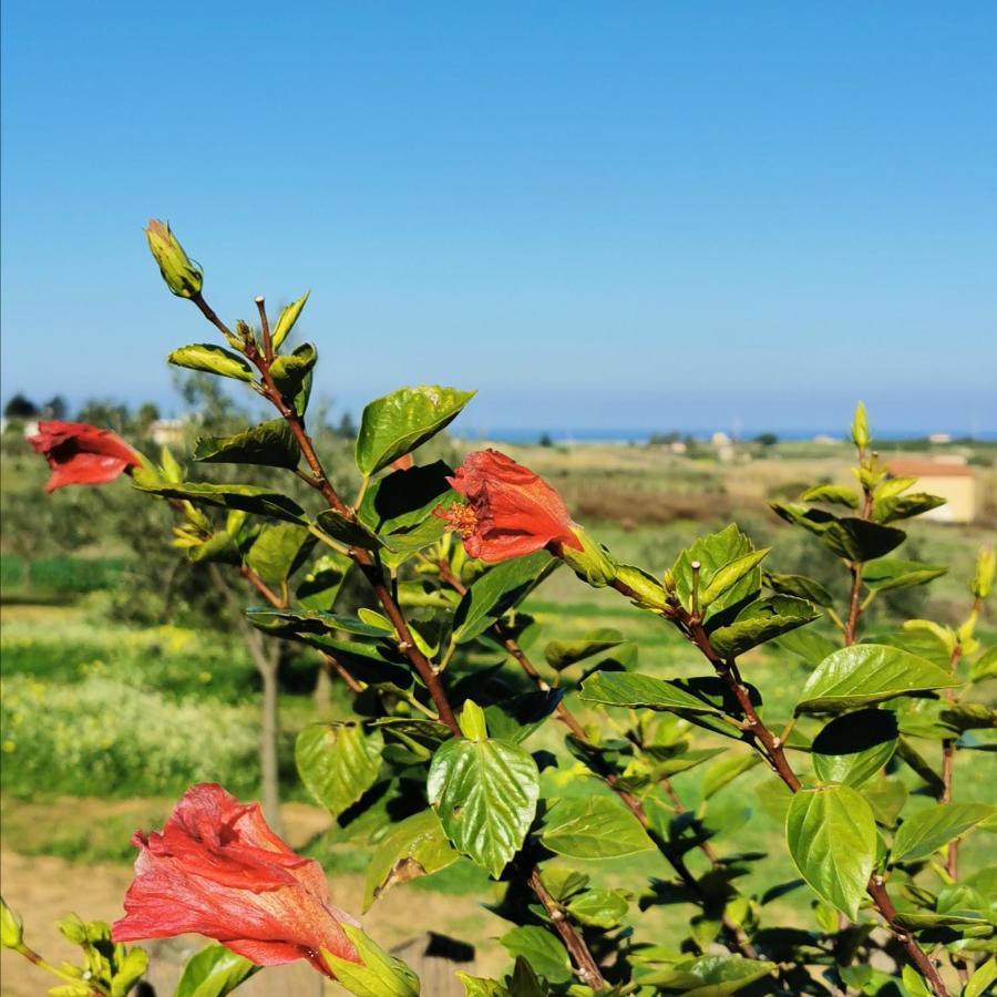 Azienda Agrituristica Baglio Carta バレストラーテ エクステリア 写真