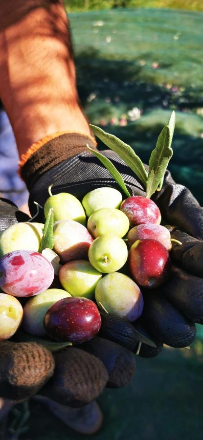 Azienda Agrituristica Baglio Carta バレストラーテ エクステリア 写真