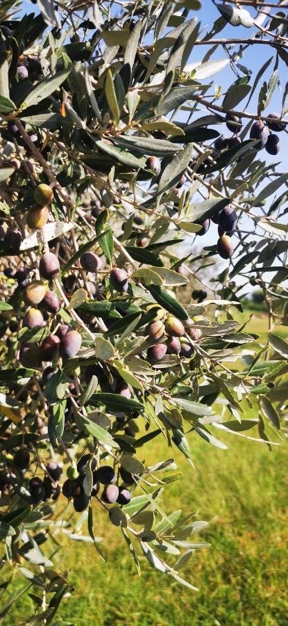 Azienda Agrituristica Baglio Carta バレストラーテ エクステリア 写真